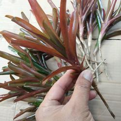 STEK BARU BROMELIA MERAH MINI RED NEOREGELIA FIREBALL BELUM BERAKAR