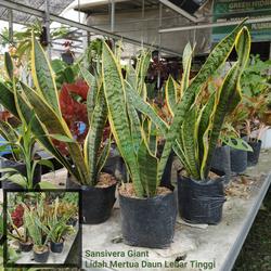 Tanaman Hias Lidah Mertua Sansevieria Tinggi Sansivera