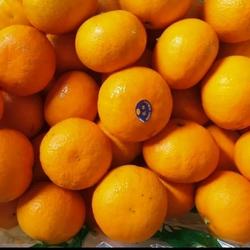 Jeruk mandari wogan fresh, manis. Buah