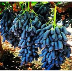 bibit anggur import moondrop (bibit anggur stek/grafting) bibit anggur murah