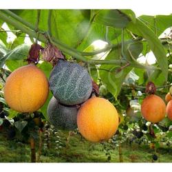 Tanaman Bibit Markisa Madu Jumbo