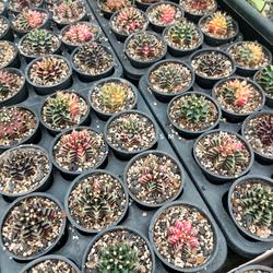 Gymnocalycium Gymno Mihanovichii Miha Hybrid Variegata - Seed grown - Random Pick