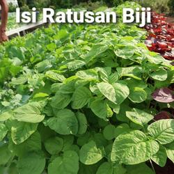 Benih BAYAM HIJAU Eceran