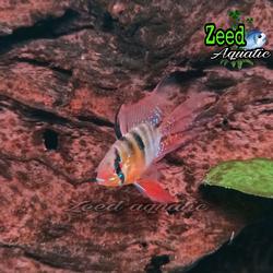ikan hias air tawar Ramirezi German Shortbody slayer / hiasan aquarium aquascape paludarium biotope kolam