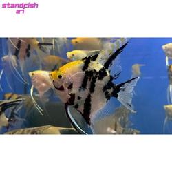 angelfish petsmart