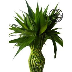 Bambu Hoki | Lucky Bamboo | Bambu Rejeki