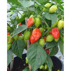 Tanaman Cabe paprika - Cabai Gendot - lombok terpedas di dunia