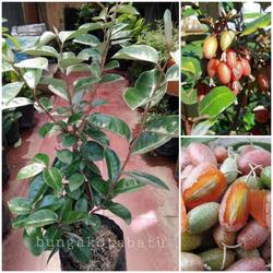 BUAH SILVER BERRY - Bibit Tanaman Buah Silverberry Cangkok