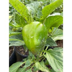 Tanaman Cabai Paprika Rasa Manis Cabe Meksiko Mexico