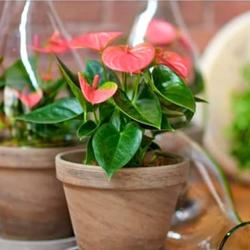 COD Pasti bisa tanaman hias bunga anthurium mini/ antorium Mickey mouse gratis pot Tanaman hias hidup Tanaman hias hidup