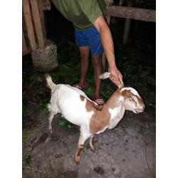 Jual Kambing Anakan Terlengkap u0026 Terbaik - Harga Murah December 2021