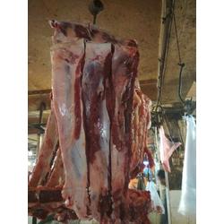 iga sapi lokal
