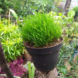 Jual Tanaman Hias Rumput Murah Harga Terbaru 2021