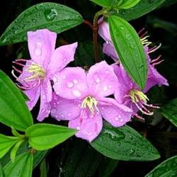 Jual Senggani Murah Harga Terbaru 2021