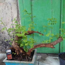 Jual Bonsai Ileng Ileng Murah Harga Terbaru 2021