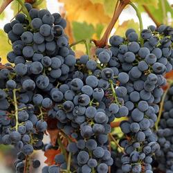 Bibit Benih Biji Buah Anggur Manis Wine Grape Common Vine Isi 20 Benih