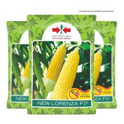 Jual Benih Jagung Manis Terdekat - Harga Murah u0026 Grosir September 2021