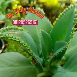 Jual Jenis Cocor Bebek Terlengkap Terbaik Harga Murah August 21