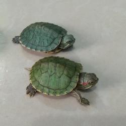 Anakan Kura Kura Murah Terbaik Terbaru August 2021 Harga Murah