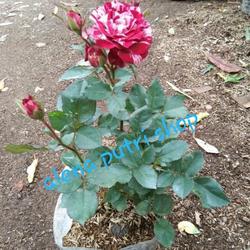 Jual Bibit Bunga Mawar Online Harga Grosir Jual Ikan Koi Murah