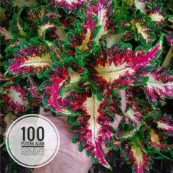 Jual Coleus Terbaik Harga Murah January 2022 Cicil 0
