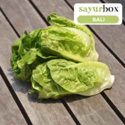 Jual Sayur Selada Di Bali Harga Terbaru 2021