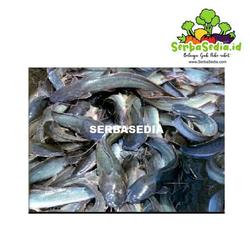 Jual Ikan Segar Di Jawa Tengah Harga Terbaru 2021