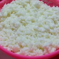 bibit grain kefir susu