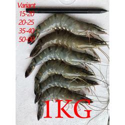 Jual Udang Segar 1 Kg Murah Harga Terbaru 2021