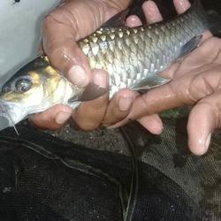 Jual Ikan Dewa Terlengkap u0026 Terbaik - Harga Murah December 2021
