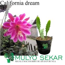 wijaya kusuma pink Epiphyllum California Dream Bibit