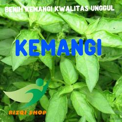 benih bibit kemangi