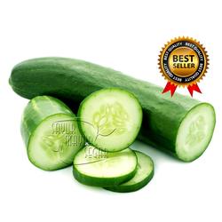 Jual Timun Terdekat Harga Murah Grosir November 2021