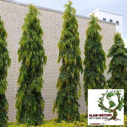 Jual Tanaman Glodokan Terbaik Harga Murah January 2022 Cicil 0