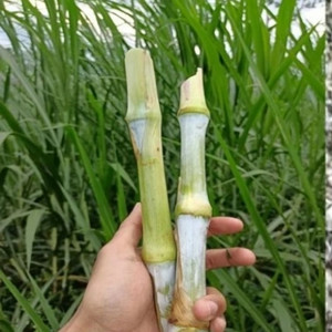 bibit rumput napier pakchong,per stek,satu kilogram isi 30 stek
