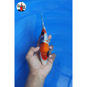 Ikan Koi Showa Sanshoku 25BU Tategoi Bagus Good Pattern Blitar HQ
