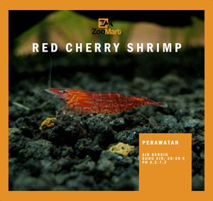 Info Hiasan Aquascape Red Cherry Shrimp Muraahh Katalog.or.id Info Hiasan Aquascape Red Cherry Shrimp Muraahh Katalog.or.id