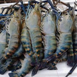 Harga Udang Galah 1 Kg Murah Terbaru 2021 Hargano Com