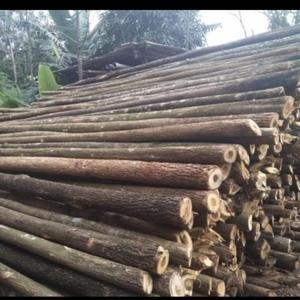 Harga Dolken Kayu Murah Terbaru 2021 | Hargano.com