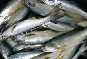 24 Harga Ikan Senangin Murah Terbaru 2021 Katalog Or Id 24 Harga Ikan Senangin Murah Terbaru 2021 Katalog Or Id