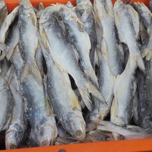 24 Harga Ikan Senangin Murah Terbaru 2021 Katalog Or Id 24 Harga Ikan Senangin Murah Terbaru 2021 Katalog Or Id