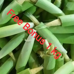 Katalog Masker Jagung Katalog.or.id Katalog Masker Jagung Katalog.or.id