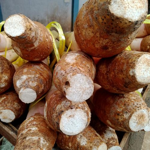 Foto Produk Talas Bogor 1 Ikat (5 sampai 8 buah) dari Keanu Fruits
