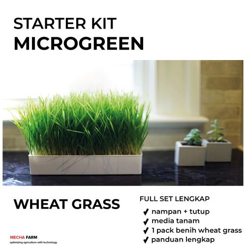 Foto Produk PAKET TANAM MICROGREEN WHEAT GRASS / RUMPUT GANDUM LENGKAP dari Mecha Farm