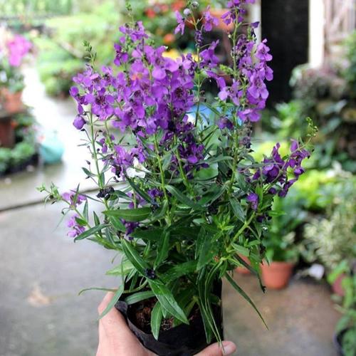 Jual Lavender lokal angelonia /bibit tanaman hias bunga - Kota Batu ...