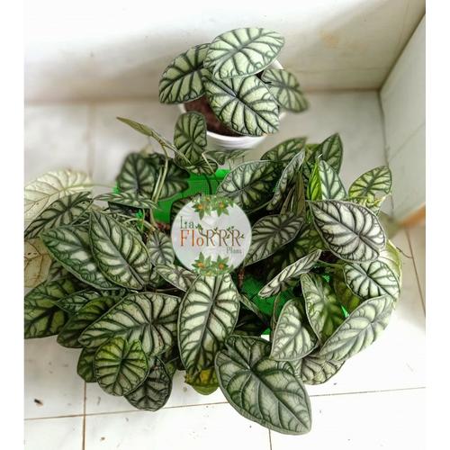 Foto Produk ALOCASIA DRAGON SCALE SILVER 99% - 2 DAUN dari TamanSekumpul