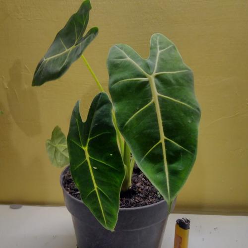 Jual Tanaman Hias Keladi Neon Sehat 2 Kab Malang Vifo Olshop Tokopedia