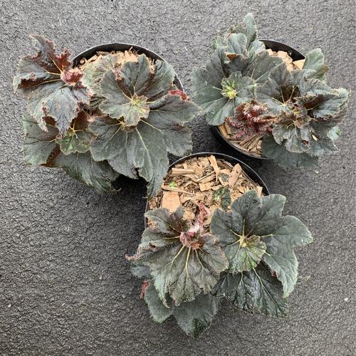 Foto Produk Tanaman Hias Begonia dari We're close.