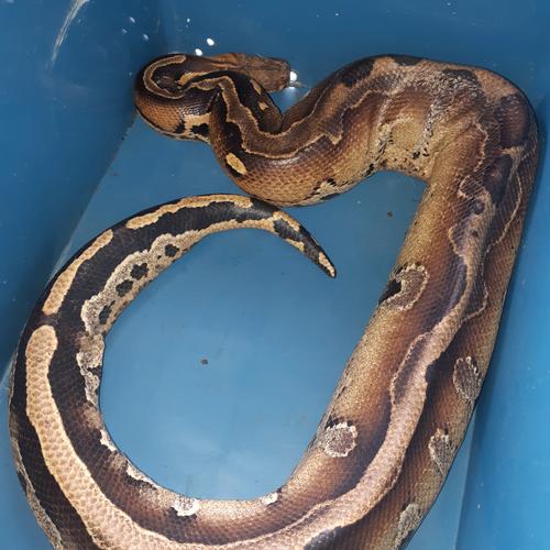 Jual Ular Dipong Borneo Kota Malang Pesansepatu Tokopedia