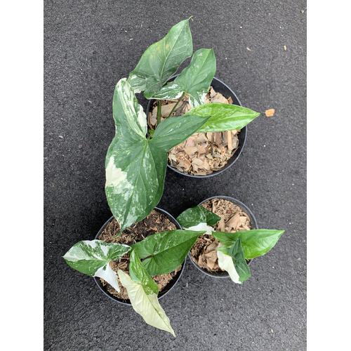 Foto Produk tanaman hias syngonium variegata dari We're close.